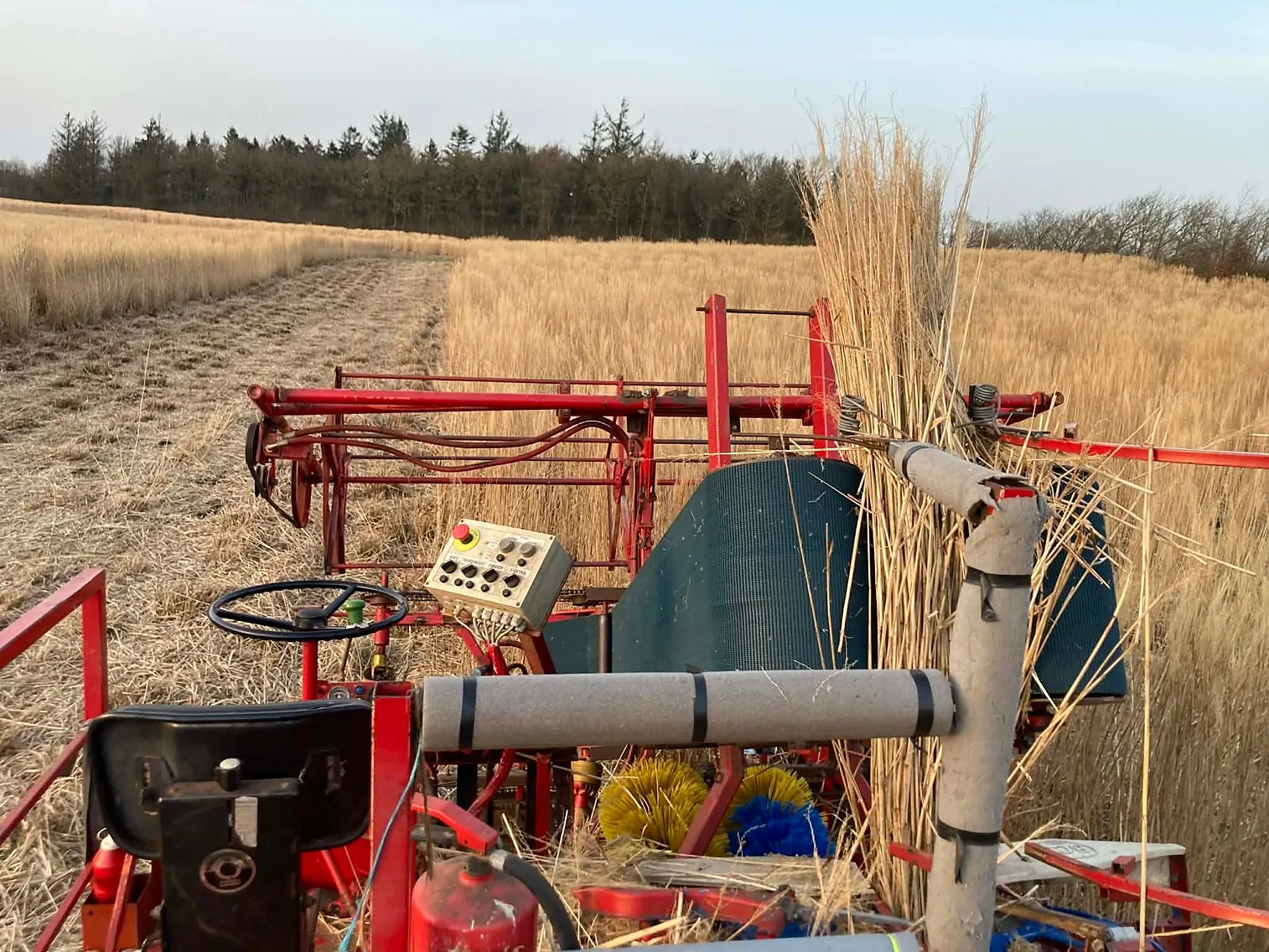 Specialmaskine høster tækkemiscanthus i en mark med lange, tørre strå