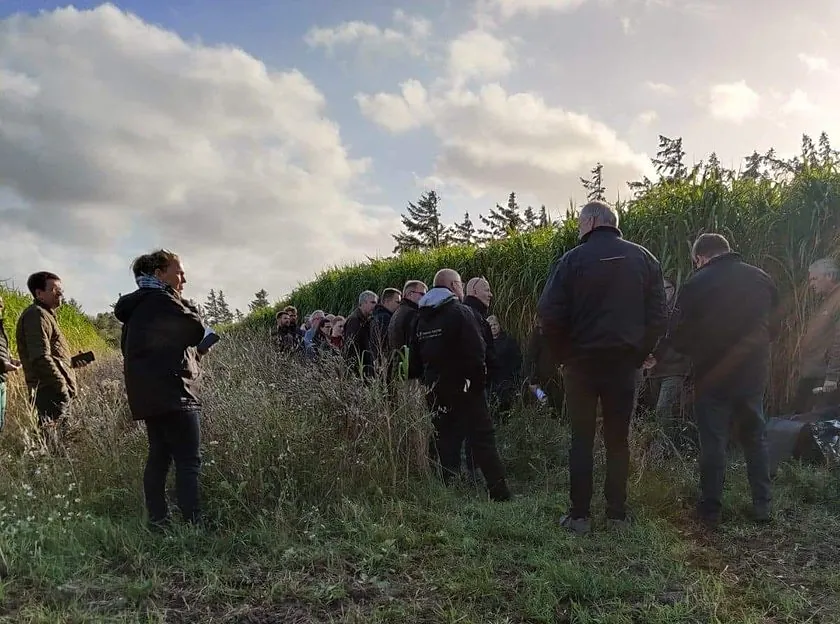 Deltagere på markvandring ved en høj bevoksning af elefantgræs
