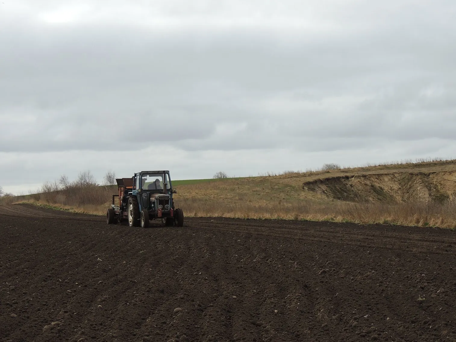 Traktor planter elefantgræs på en stor mark under en grå himmel